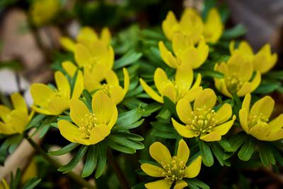 Alcsúti Arborétum-stock-foto