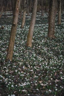 Alcsúti Arborétum-stock-foto