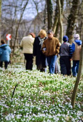 Alcsúti Arborétum-stock-foto