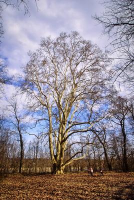Alcsúti Arborétum-stock-foto