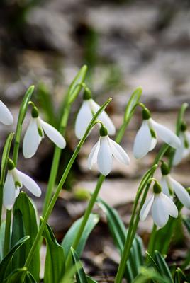 Alcsúti Arborétum-stock-foto