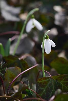Alcsúti Arborétum-stock-foto