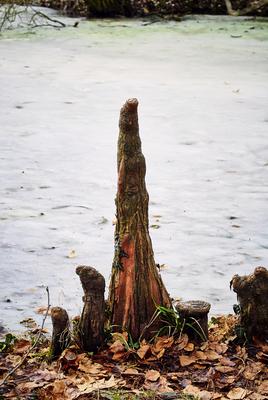 Alcsúti Arborétum-stock-foto