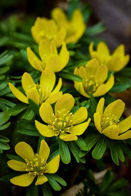 Alcsúti Arborétum-stock-foto