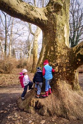 Alcsúti Arborétum-stock-foto