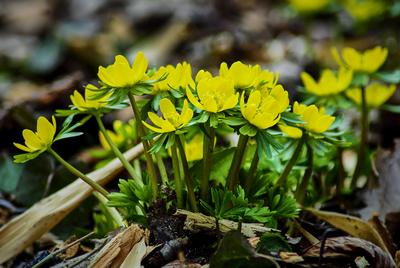 Alcsúti Arborétum-stock-foto