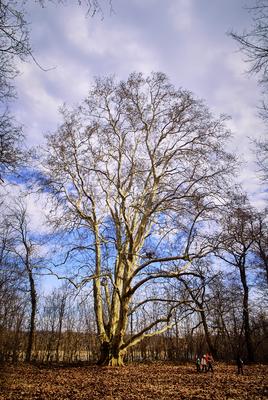 Alcsúti Arborétum-stock-foto