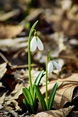 Alcsúti Arborétum-stock-foto