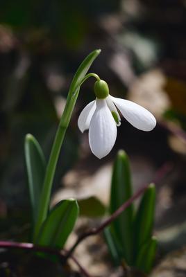 Alcsúti Arborétum-stock-foto