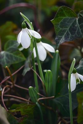 Alcsúti Arborétum-stock-foto