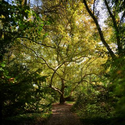 Alcsúti Arborétum, Alcsútdoboz-stock-foto