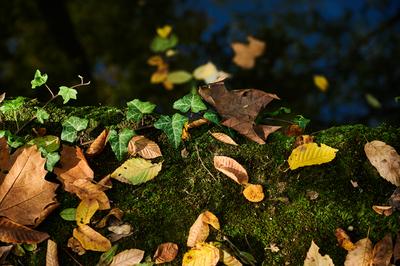 Alcsúti Arborétum, Alcsútdoboz-stock-foto