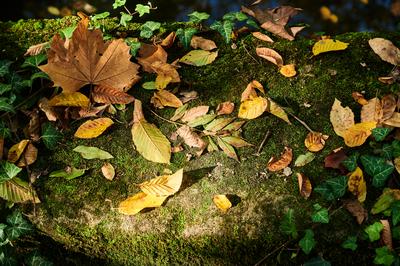 Alcsúti Arborétum, Alcsútdoboz-stock-foto