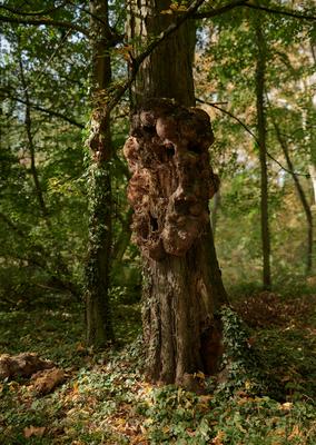 Alcsúti Arborétum, Alcsútdoboz-stock-foto