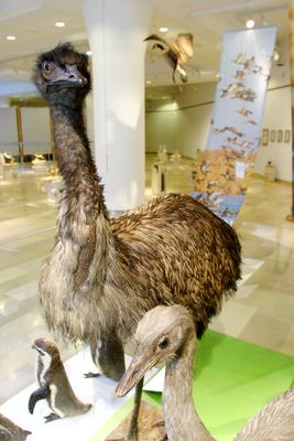 Tollas dinoszauruszok - 124 millió éves leletek Kínából-stock-foto