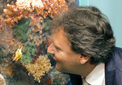 Tollas dinoszauruszok - 124 millió éves leletek Kínából-stock-foto