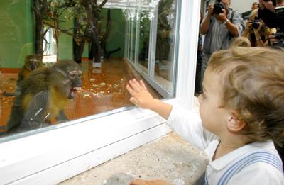 Megújult a kismajomháza budapesti állatkertben-stock-foto