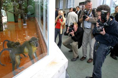 Megújult a kismajomháza budapesti állatkertben-stock-foto
