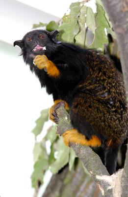 Megújult a kismajomháza budapesti állatkertben-stock-foto