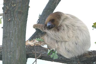 Megújult a kismajomháza budapesti állatkertben-stock-foto