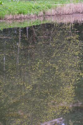 Kámoni Arborétm, Szombathely-stock-foto