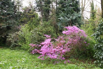 Kámoni Arborétm, Szombathely-stock-foto