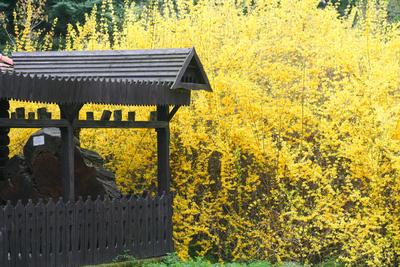 Kámoni Arborétm, Szombathely-stock-foto