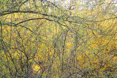Kámoni Arborétm, Szombathely-stock-foto