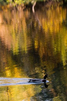 Õszi tájképek Budatétény Hárosnál.2012.10.21.Fotó:Vörös Szilárd-stock-foto