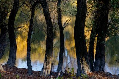 Õszi tájképek a Hárosi-öbölben.2021.11.11.Fotó:Vörös Szilárd-stock-foto