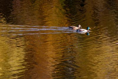 Õszi tájképek a Hárosi-öbölben.2021.11.11.Fotó:Vörös Szilárd-stock-foto