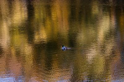 Õszi tájképek a Hárosi-öbölben.2021.11.11.Fotó:Vörös Szilárd-stock-foto