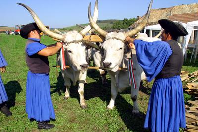 Felállították a palócok keresztjét Herencsényben-stock-foto