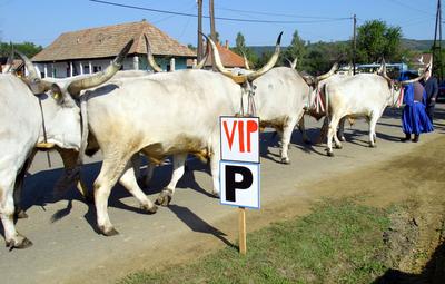 Felállították a palócok keresztjét Herencsényben-stock-foto