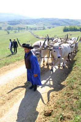 Felállították a palócok keresztjét Herencsényben-stock-foto