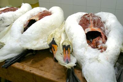 Gyurcsány Ferenc az Állategészségügyi Intézetben-stock-foto