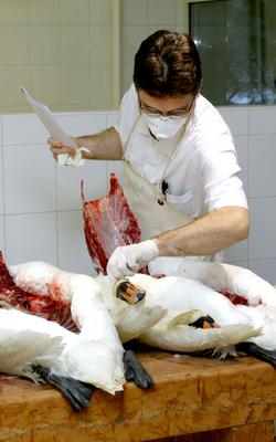 Gyurcsány Ferenc az Állategészségügyi Intézetben-stock-foto