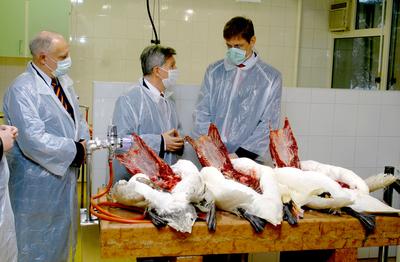 Gyurcsány Ferenc az Állategészségügyi Intézetben-stock-foto