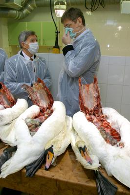 Gyurcsány Ferenc az Állategészségügyi Intézetben-stock-foto