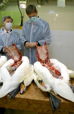 Gyurcsány Ferenc az Állategészségügyi Intézetben-stock-foto