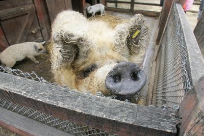 Mangalica-stock-foto