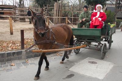 Mikulás járt az Állatkertben-stock-foto
