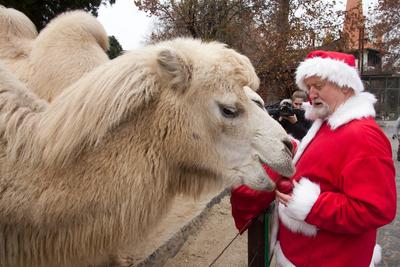 Mikulás járt az Állatkertben-stock-foto