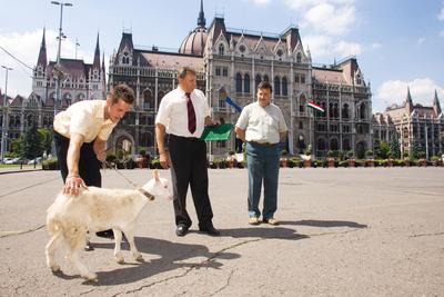 Kecske Orbán Viktornak-stock-foto