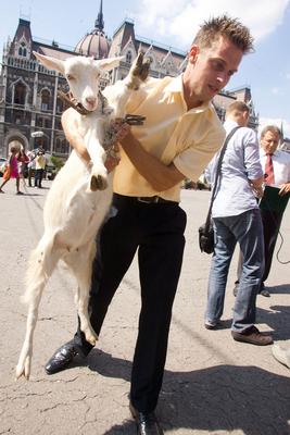 Kecske Orbán Viktornak-stock-foto