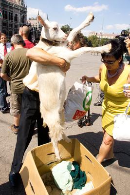 Kecske Orbán Viktornak-stock-foto