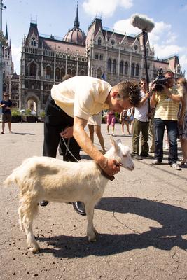 Kecske Orbán Viktornak-stock-foto