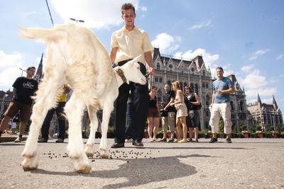 Kecske Orbán Viktornak-stock-foto