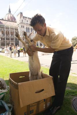 Kecske Orbán Viktornak-stock-foto