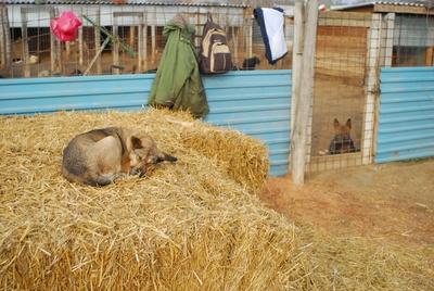 Állatmenhely-stock-foto